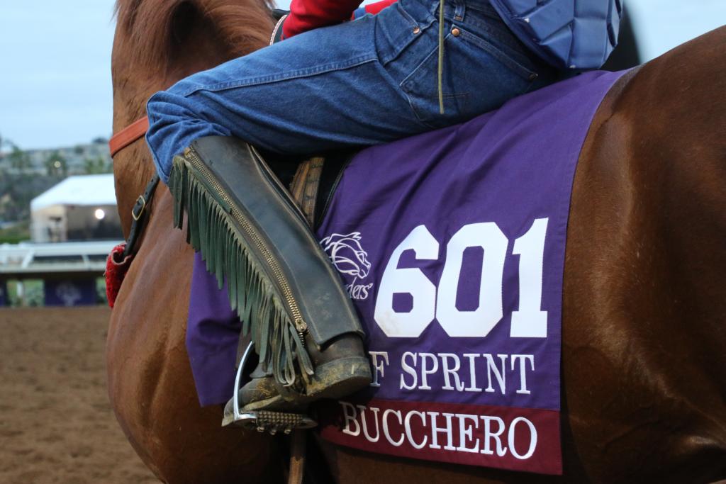 Bucchero ready for training on the track at Del Mar. (Julie June Stewart photo)
